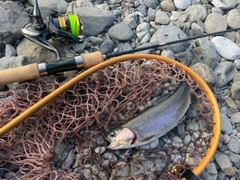 ニジマスの釣果