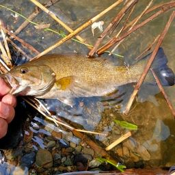 スモールマウスバス