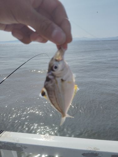 ヒイラギの釣果