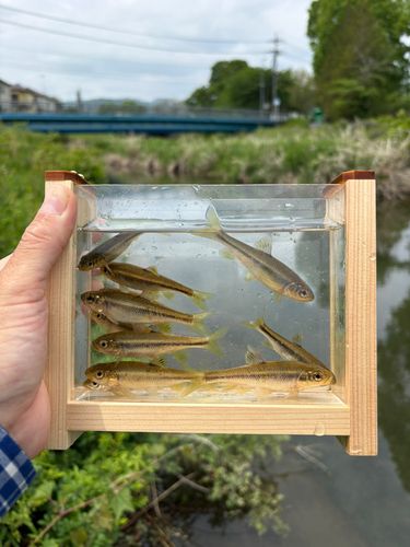 カワムツの釣果