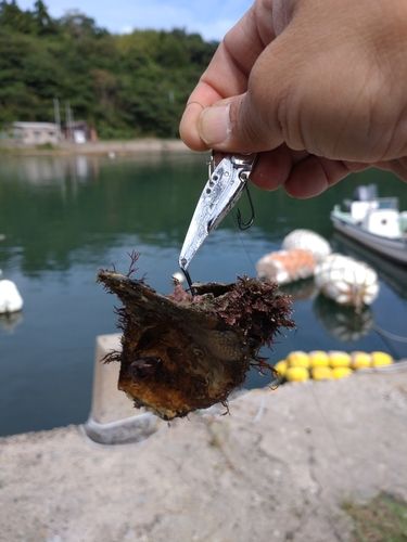 タツノオトシゴ