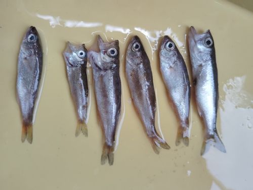 ムツの釣果