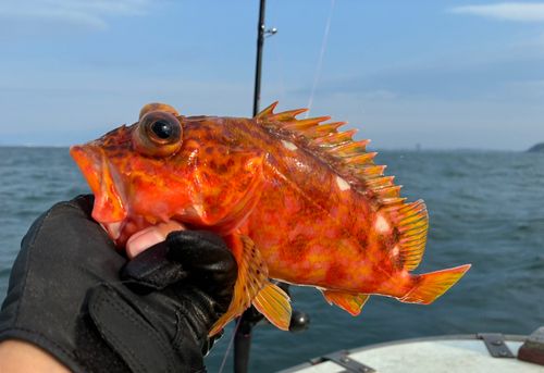 アヤメカサゴの釣果