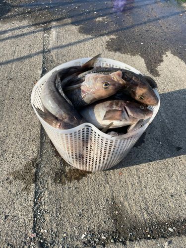 ホッケの釣果