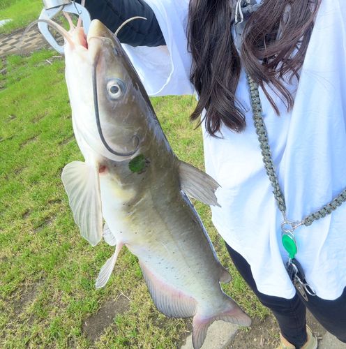アメリカナマズの釣果