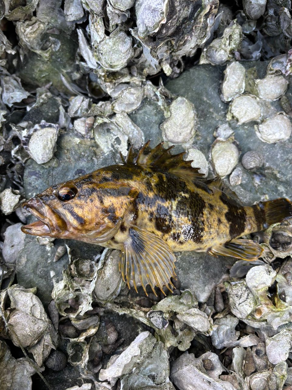 タケノコメバル