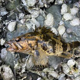 タケノコメバル