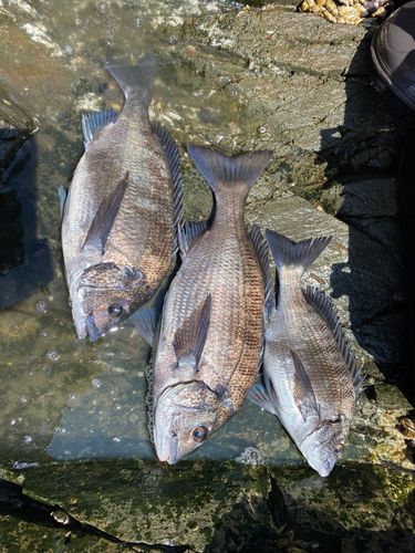 チヌの釣果