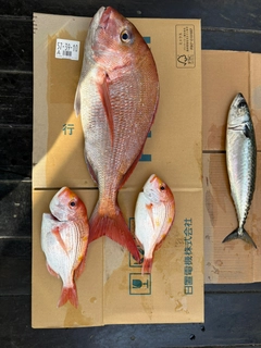 マダイの釣果