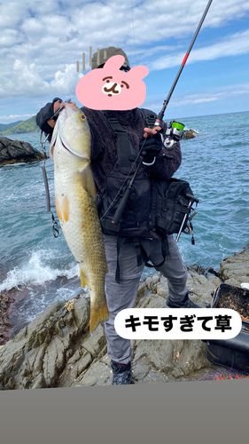メナダの釣果