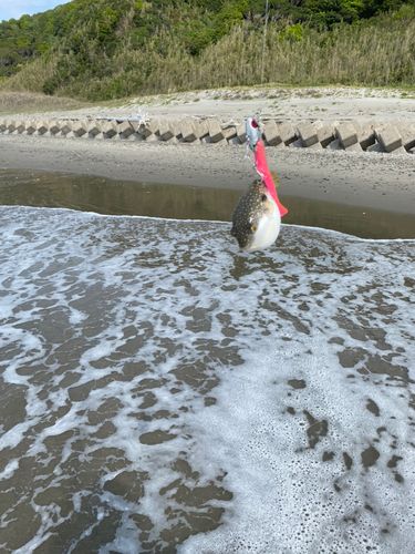 フグの釣果