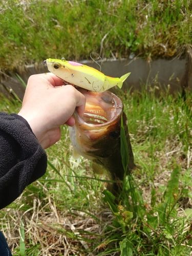 ラージマウスバスの釣果