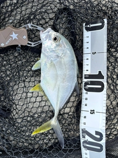 オニヒラアジの釣果