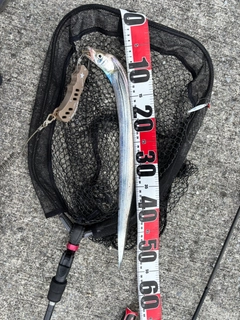タチウオの釣果