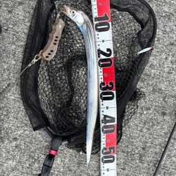 タチウオ