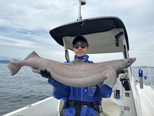 モミジザメの釣果