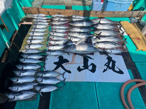 ビンチョウマグロの釣果