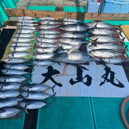 ビンチョウマグロ