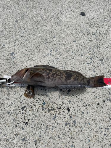 アイナメの釣果