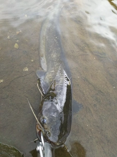 マナマズの釣果