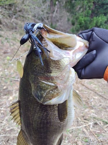 ブラックバスの釣果