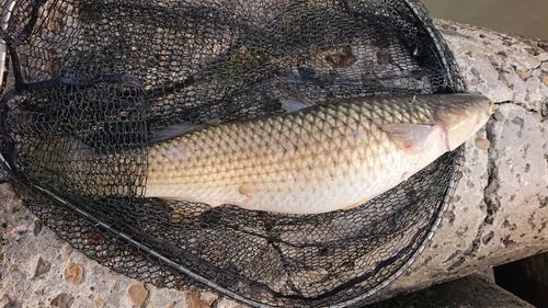 ボラの釣果