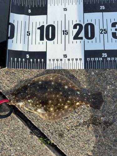 ヒラメの釣果