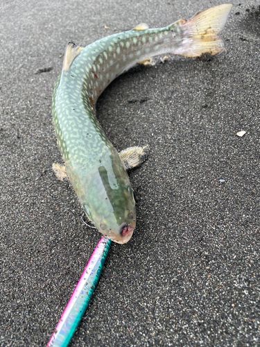 アメマスの釣果