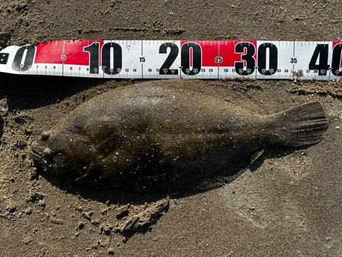 ソゲの釣果