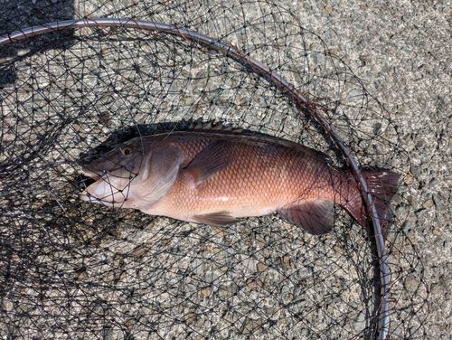 カンダイの釣果