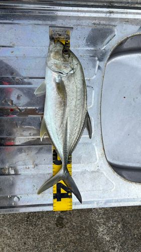 オニヒラアジの釣果