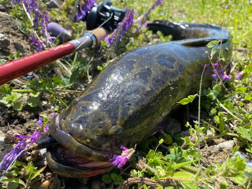 ライギョの釣果