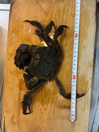 モクズガニの釣果