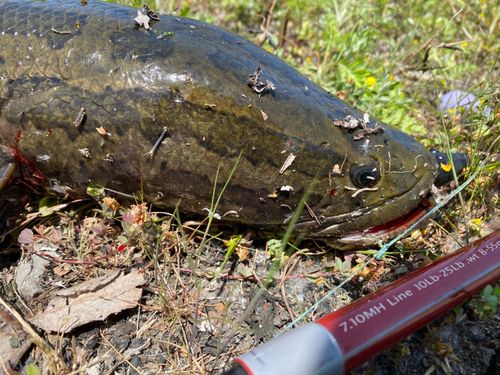 ライギョの釣果
