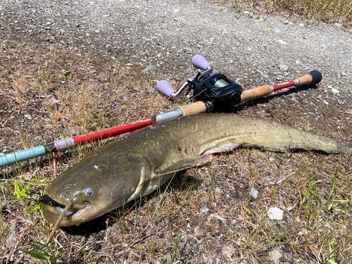 ナマズの釣果