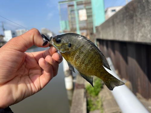 ブルーギルの釣果