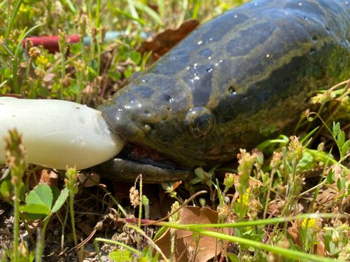 ライギョの釣果