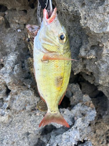 ムルーの釣果