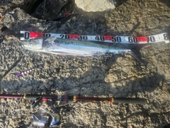 サゴシの釣果