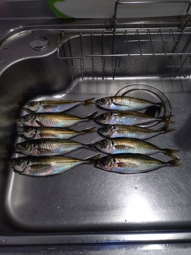 アジの釣果
