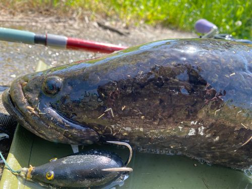 ライギョの釣果