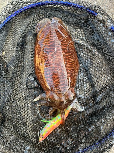 コウイカの釣果