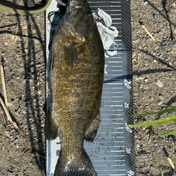 スモールマウスバス