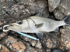 ヒラスズキの釣果