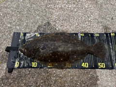 ヒラメの釣果