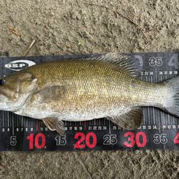 スモールマウスバス