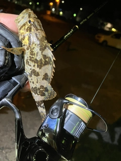 ベッコウゾイの釣果