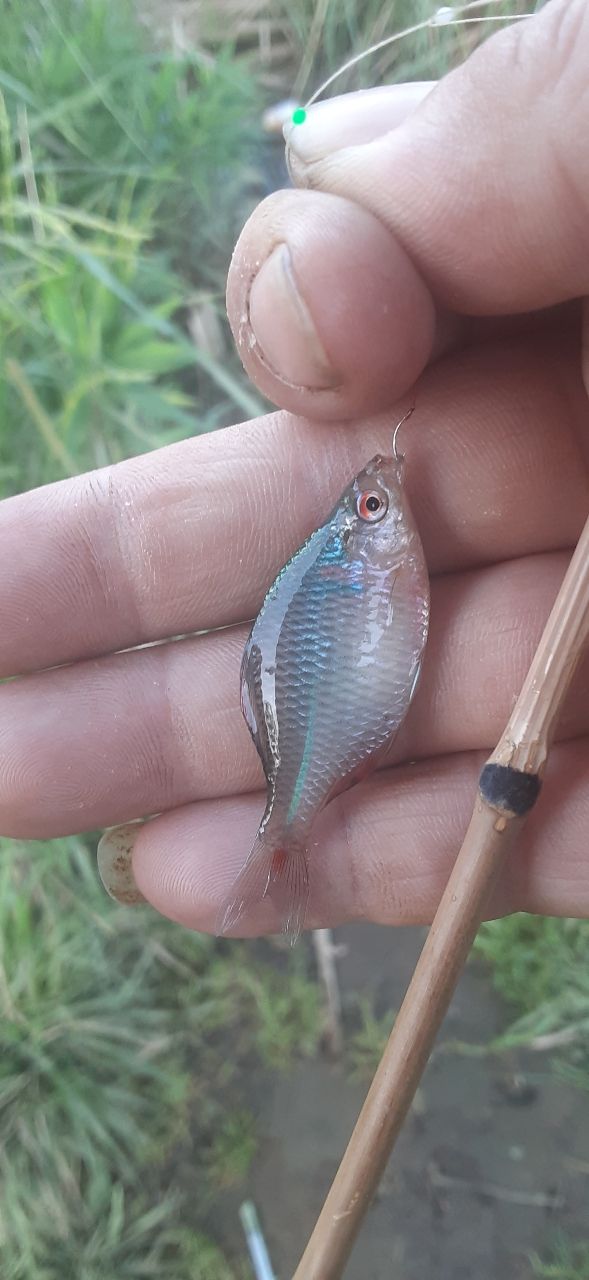 タイリクバラタナゴ