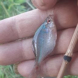 タイリクバラタナゴ