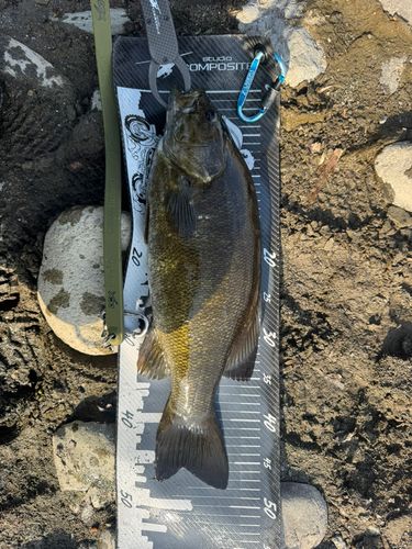 スモールマウスバスの釣果